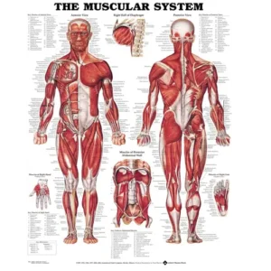 Complete Physiotherapy Clinic Setup At Affordable Price - Image 14